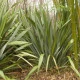 Lenovník obecný - Len Novozélandský - Phormium tenax - semena lenovníku - 6 ks