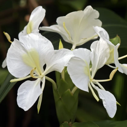 Bílý zázvor - Hedychium coronarium - prodej semen - 4 ks