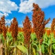 Čirok obecný - Sorghum bicolor - semena čiroku - 10 ks