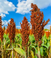 Čirok obecný - Sorghum bicolor - semena čiroku - 10 ks