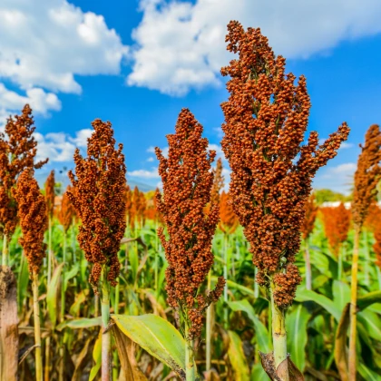 Čirok obecný - Sorghum bicolor - semena čiroku - 100 ks