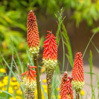 Mnohokvět Hot Poker - Kniphofia uvaria Tritoma - semena - 4 ks