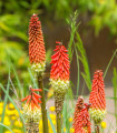 Mnohokvět Hot Poker - Kniphofia uvaria Tritoma - semena - 4 ks