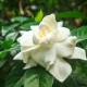 Gardénie - Gardenia jasminoides - semena gardénie - 6 ks