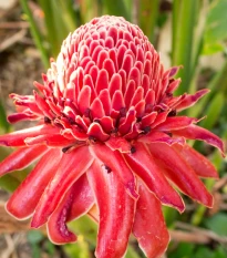 Zázvor - Etlingera elatior - semena zázvoru - 3 ks