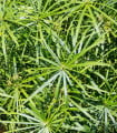 Papyrus střídavolistý - Šáchor - Cyperus alternifolius - semena papyru - 15 ks