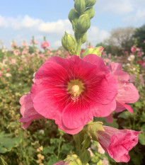 Topolovka plnokvětá  růžová - Alcea rosea - semena topolovky- 40 ks