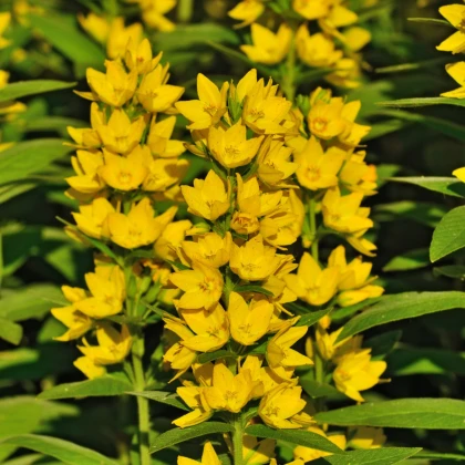 Vrbina obecná - Lysimachia vulgaris - semena vrbiny - 200 ks
