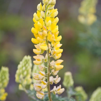 Vlčí bob žlutý - Lupinus polyphyllus - semena - 30 ks