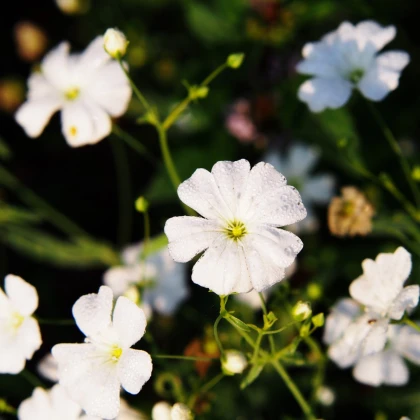 Šáter elegantní bílý - Gypsophila elegans - semena šáteru - 200 ks