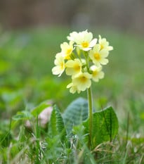 Prvosenka velkokvětá Oxlip - Primula elatior - semena -  20 ks