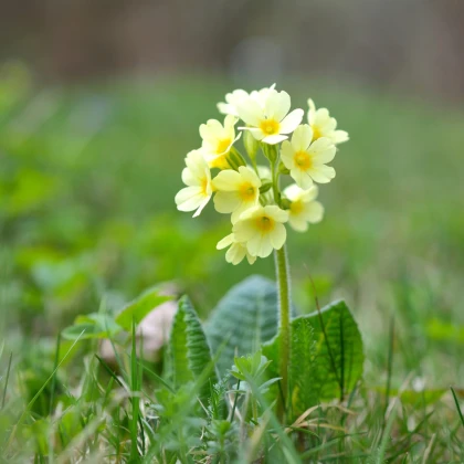 Prvosenka velkokvětá Oxlip - Primula elatior - semena -  20 ks