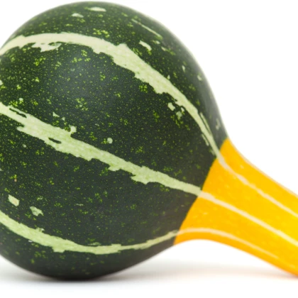 Tykev okrasná - Cucurbita pepo - semena - 10 ks