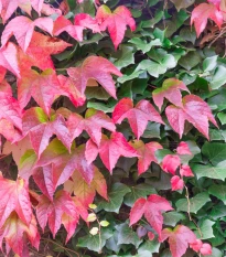 Přísavník trojcípý - Parthenocissus tricuspidata - semena přísavníku - 7 ks