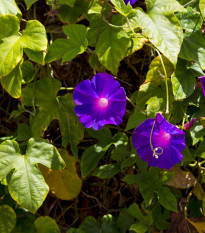 Povíjnice nachová Morning Glory - Ipomoea purpurea - semena - 25 ks