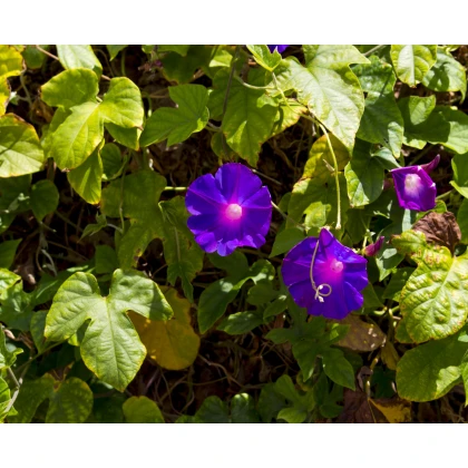 Povíjnice nachová Morning Glory - Ipomoea purpurea - semena - 25 ks