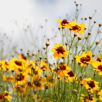 Krásnoočko dvoubarevné směs - Coreopsis tinctoria mix - semena - 50 ks