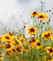 Krásnoočko dvoubarevné směs - Coreopsis tinctoria mix - semena - 50 ks