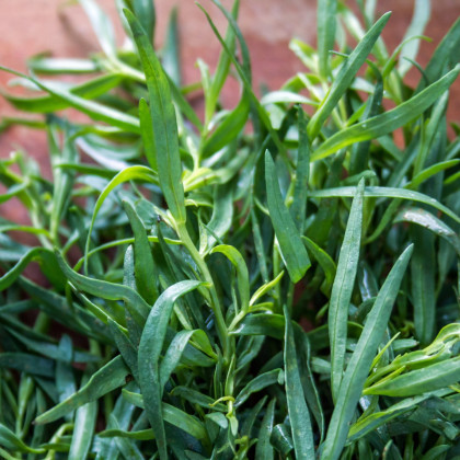 Pelyněk kozalec - Artemisia dracunculus - semena - 0,1 g