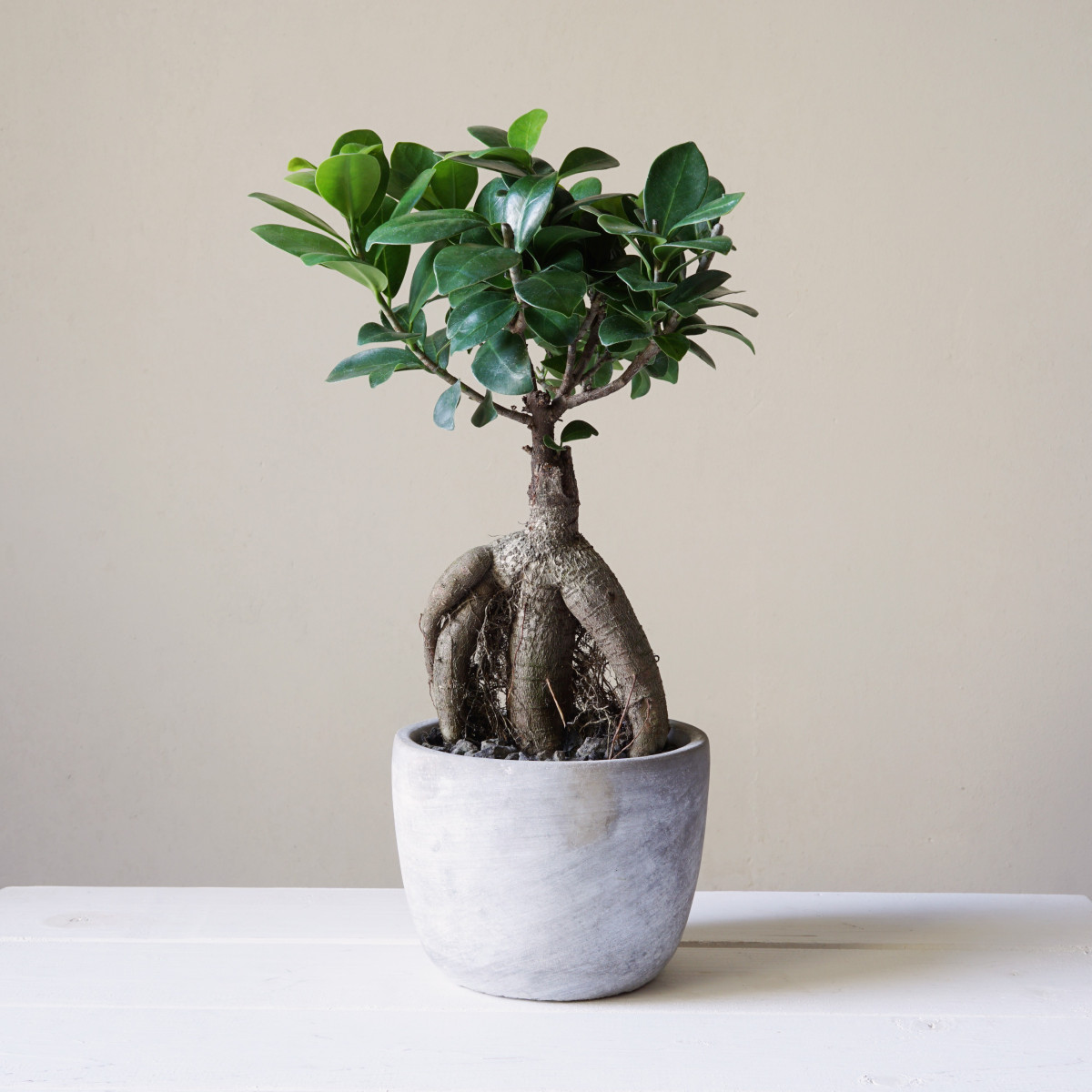 Fíkovník tajvanský - Ficus retusa - semena - 5 ks