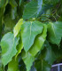Fíkovník posvátný - Ficus religiosa - semena fíkovníku - 5 ks