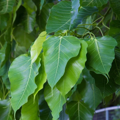 Fíkovník posvátný - Ficus religiosa - semena fíkovníku - 5 ks