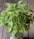 Fíkovník drobnolistý - Ficus benjamina - semena fíkovníku - 4 ks