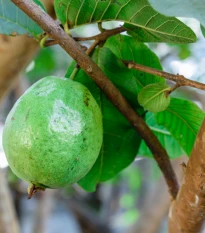 Guave - Psidium guajava - semena guave - 4 ks