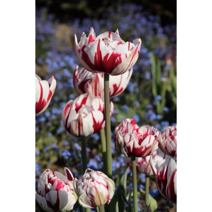 Tulipán - Carnaval de Nice - cibule tulipánů - prodej cibulovin - 3 ks