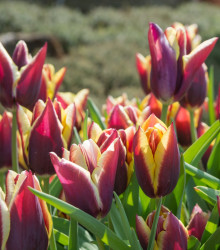 Tulipán Gavota - Tulipa - cibuloviny - 3 ks