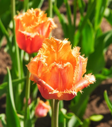 Tulipán Lambada - prodej holandských tulipánů - 3 ks