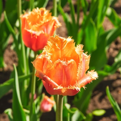 Tulipán Lambada - Tulipa - cibule tulipánu - 3 ks