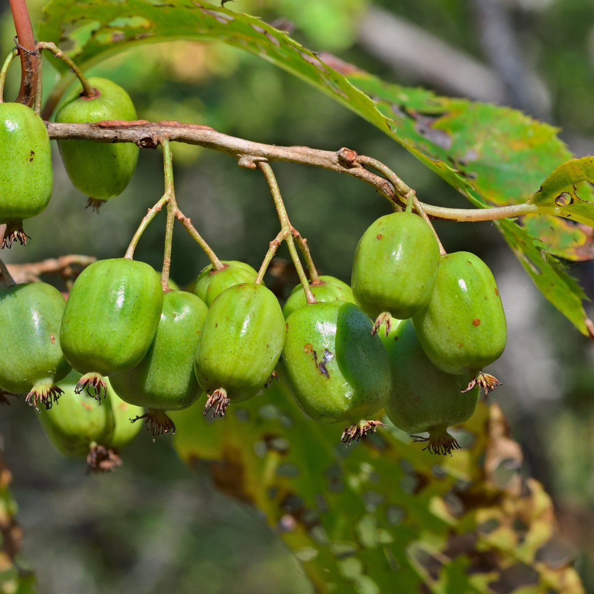 Minikiwi - Actinidia arguta - semena kiwi - 5 ks