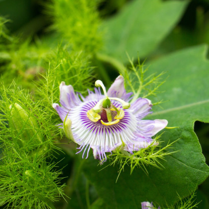 Mučenka morušolistá - Passiflora morifolia - semena - 4 ks