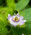 Mučenka morušolistá - Passiflora morifolia - semena - 4 ks
