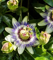 Mučenka modrá - Passiflora caerulea - semena mučenky - 5 ks