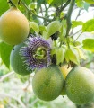 Mučenka pruhovaná - Passiflora ligularis - semena mučenky - 4 ks