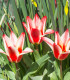 Tulipán Pinocchio - Tulipa - cibule tulipánu - 3 ks