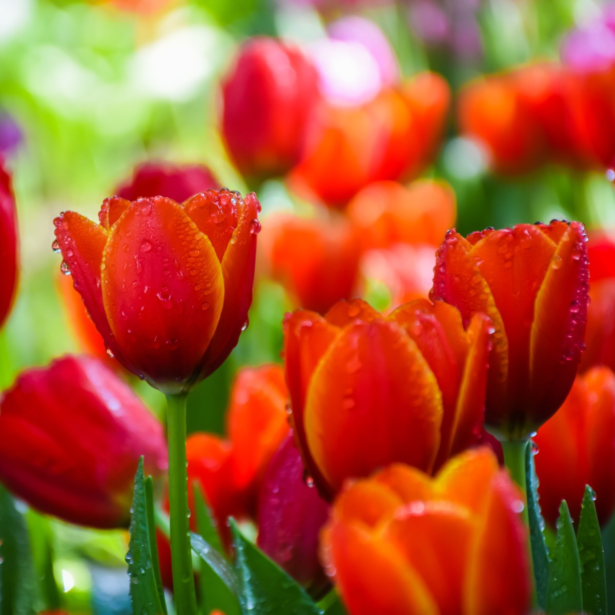Tulipán Apeldoorn - Tulipa - cibule tulipánu - 3 ks