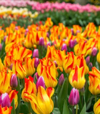 Tulipán Giuseppe Verdi - Tulipa - cibuloviny - 3 ks