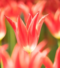 Tulipán Aladdin - cibuloviny - 3 ks