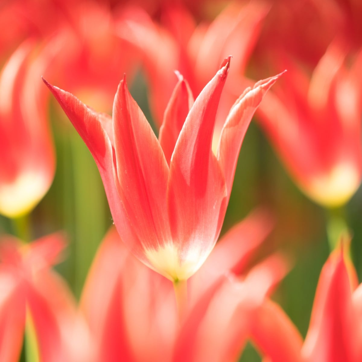 Tulipán Aladdin - cibuloviny - 3 ks