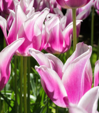 Tulipán Ballade - cibuloviny - 3 ks