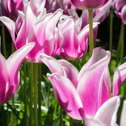 Tulipán Ballade - cibuloviny - 3 ks