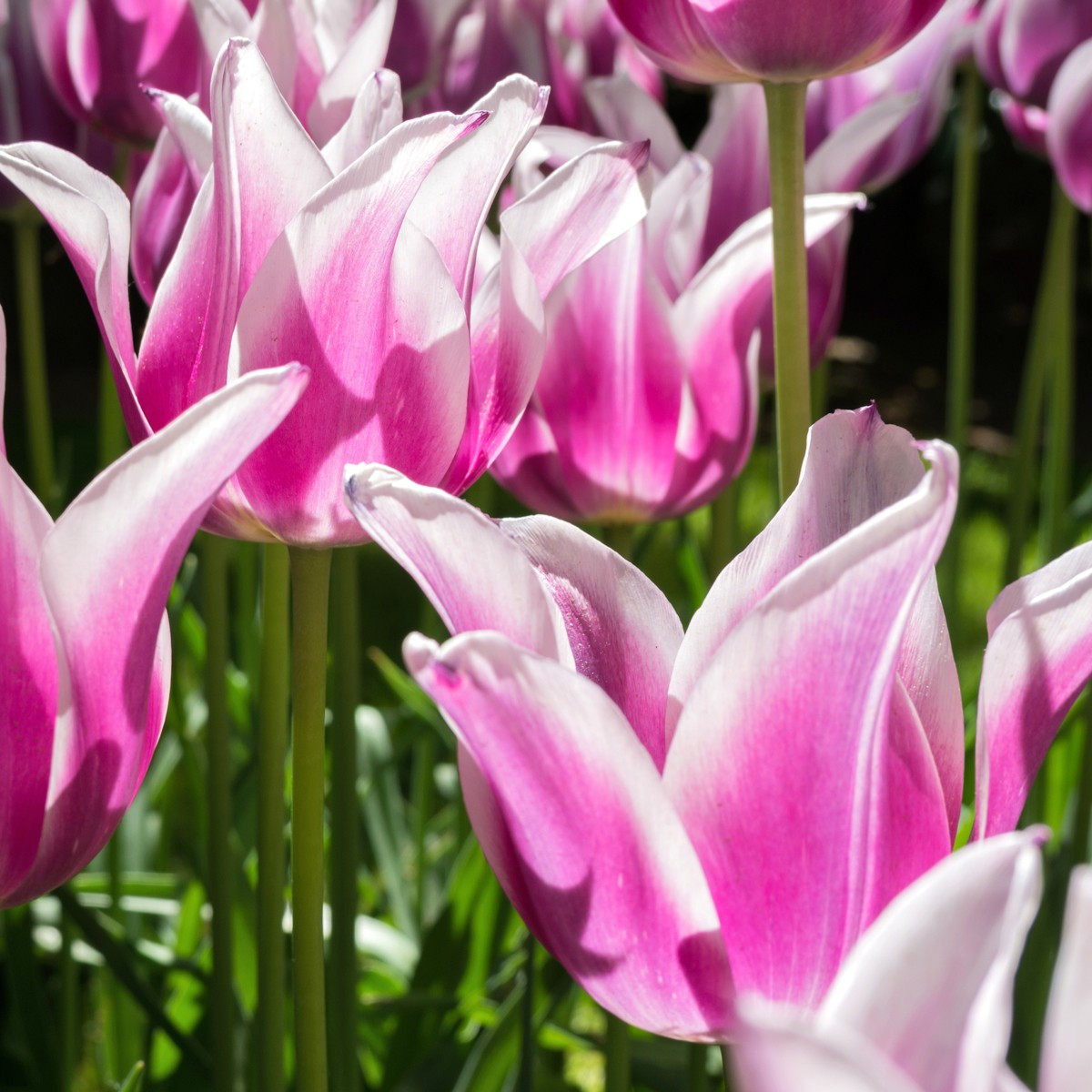 Tulipán Ballade - cibuloviny - 3 ks