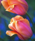 Tulipán Dordogne - Tulipa - cibule tulipánu - 3 ks
