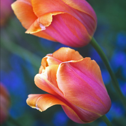 Tulipán Dordogne - Tulipa Dordogne - cibuloviny - 3 ks
