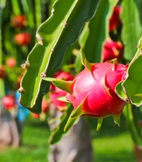 Pithaya - Dračí ovoce - Hylocereus undatus - semena pithayi - 4 ks