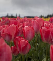 Tulipán Judith Leyster - Tulipa - cibuloviny - 3 ks