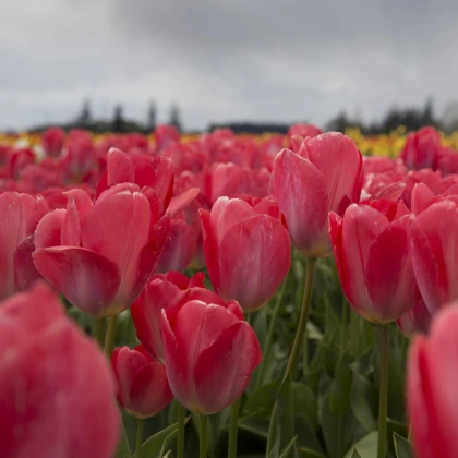 Tulipán Judith Leyster - Tulipa - cibuloviny - 3 ks
